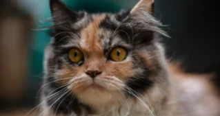 Manx, il gatto senza coda